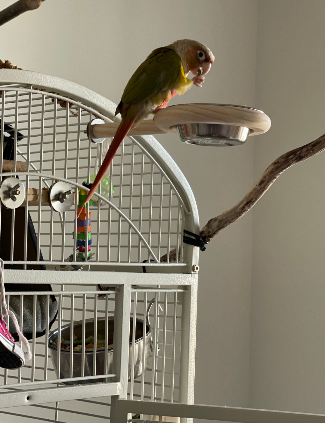 Snack-N-Perch, Bird feeder perch, organic perch, no mess parrot perch
